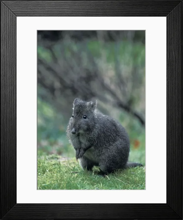 Framed Print : Long-nosed Potoroo / Long-nosed Rat-kangaroo / Wallaby Rat - Australia Framed Print : Long-nosed Potoroo / Long-nosed Rat-kangaroo / Wallaby Rat - Australia