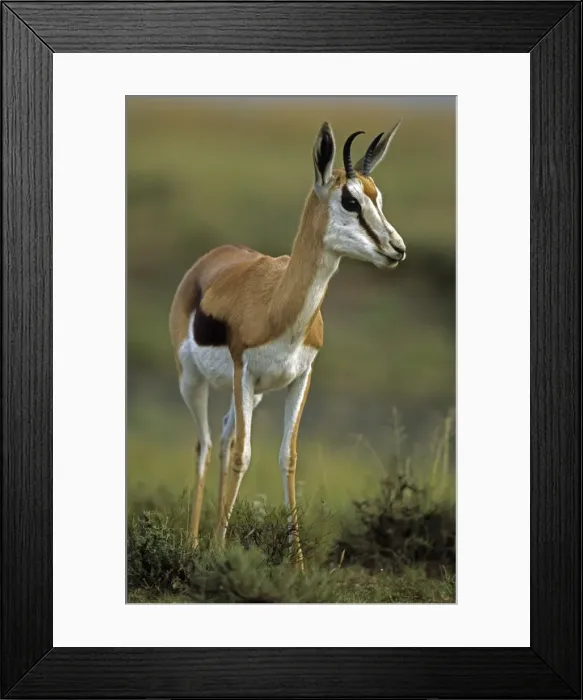 Framed Print : Impala - South Africa - Medium-size gazelle-like anteope - Distribution in south and southeastern Africa - Require high-quality fodder (grass or leaves) moisture-shade and cover - Females form clans of 30-120 animals - Live up to 15 years Framed Print : Impala - South Africa - Medium-size gazelle-like anteope - Distribution in south and southeastern Africa - Require high-quality fodder (grass or leaves) moisture-shade and cover - Females form clans of 30-120 animals - Live up to 15 years