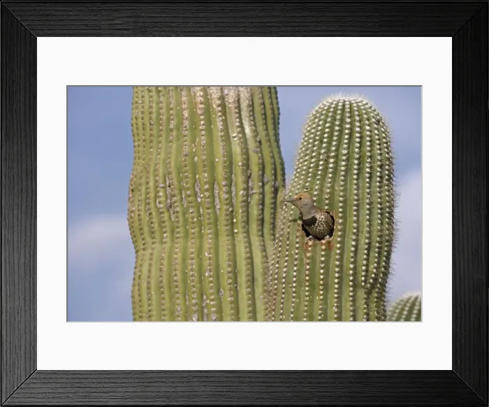 Framed Print : Gilded Flicker (Colaptes chrysoides) at Nest in Saguaro Cactus - Sonoran Desert - Arizona - Female - These woodpeckers are permanent residents that are found in all desert habitats - Makes holes in saguaro cactus for nests which are later used by Framed Print : Gilded Flicker (Colaptes chrysoides) at Nest in Saguaro Cactus - Sonoran Desert - Arizona - Female - These woodpeckers are permanent residents that are found in all desert habitats - Makes holes in saguaro cactus for nests which are later used by