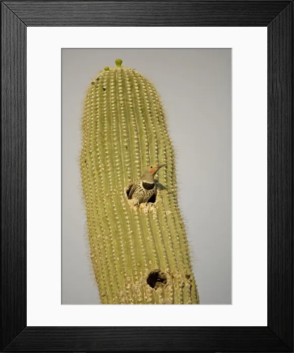 Framed Print : Gilded Flicker (Colaptes chrysoides) at Nest in Saguaro Cactus - Sonoran Desert - Arizona - Male - These woodpeckers are permanent residents that are found in all desert habitats - Makes holes in saguaro cactus for nests which are later used by Framed Print : Gilded Flicker (Colaptes chrysoides) at Nest in Saguaro Cactus - Sonoran Desert - Arizona - Male - These woodpeckers are permanent residents that are found in all desert habitats - Makes holes in saguaro cactus for nests which are later used by