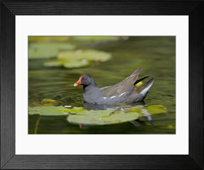 Framed Print : Moorhen - In water - England - UK - Found in fresh water from small pools to large lakes or rivers - Require good plant cover - Big feet with long spread toes enables them to wade- swim-walk and run on flat ground Framed Print : Moorhen - In water - England - UK - Found in fresh water from small pools to large lakes or rivers - Require good plant cover - Big feet with long spread toes enables them to wade- swim-walk and run on flat ground