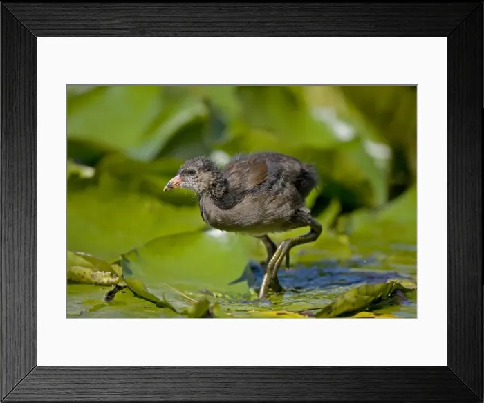 Framed Print : Moorhen - Young - England - UK - Walking on lily pads - Found in fresh water from small pools to large lakes or rivers - Require good plant cover - Big feet with long spread toes enables them to wade- swim-walk and run on flat ground Framed Print : Moorhen - Young - England - UK - Walking on lily pads - Found in fresh water from small pools to large lakes or rivers - Require good plant cover - Big feet with long spread toes enables them to wade- swim-walk and run on flat ground