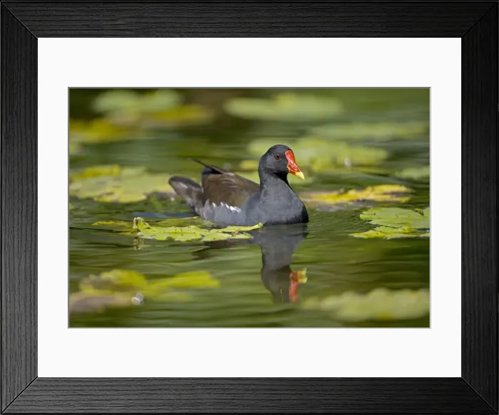 Framed Print : Moorhen - In water - England - UK - Found in fresh water from small pools to large lakes or rivers - Require good plant cover - Big feet with long spread toes enables them to wade- swim-walk and run on flat ground Framed Print : Moorhen - In water - England - UK - Found in fresh water from small pools to large lakes or rivers - Require good plant cover - Big feet with long spread toes enables them to wade- swim-walk and run on flat ground