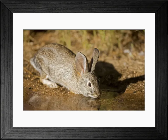 Framed Print : Desert Cottontail - Drinking from temporary pool - Habitat is grassland to creosote brushes and deserts - Ranges from California to Texas and E Montana to SW North Dakota - Chief foods are grasses-mesquite and cactus Sonoran desert Arizona Framed Print : Desert Cottontail - Drinking from temporary pool - Habitat is grassland to creosote brushes and deserts - Ranges from California to Texas and E Montana to SW North Dakota - Chief foods are grasses-mesquite and cactus Sonoran desert Arizona