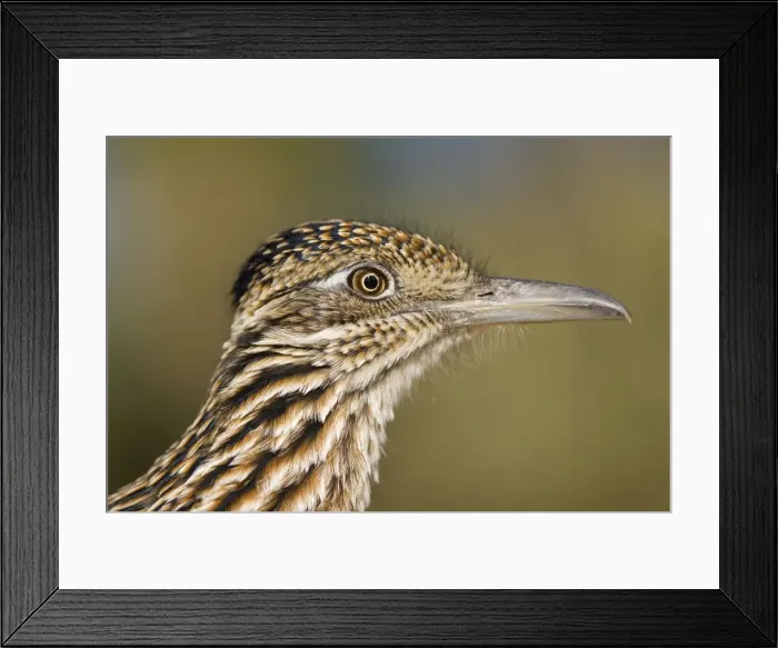 Framed Print : Greater Roadrunner - head shot - Large-crested-terrestrial bird of arid Southwest - Common in scrub desert and mesquite groves - Seldom flies -Eats lizards-snakes and insects Arizona Framed Print : Greater Roadrunner - head shot - Large-crested-terrestrial bird of arid Southwest - Common in scrub desert and mesquite groves - Seldom flies -Eats lizards-snakes and insects Arizona