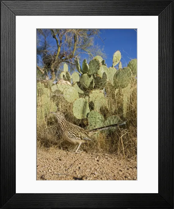 Framed Print : Greater Roadrunner - Large-crested-terrestrial bird of arid Southwest - Common in scrub desert and mesquite groves - Seldom flies -Eats lizards-snakes and insects Sonoran desert Arizona Framed Print : Greater Roadrunner - Large-crested-terrestrial bird of arid Southwest - Common in scrub desert and mesquite groves - Seldom flies -Eats lizards-snakes and insects Sonoran desert Arizona