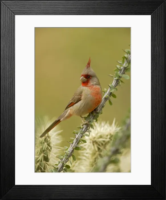 Framed Print : Pyrrhuloxia - male - On ocotillo - Rose-colored breast and crest suggest a Cardinal but the gray back and yellow bill set it apart - Range is southwest U. S. to central Mexico - Habitat is mesquite-thorn scrub and deserts Arizona Framed Print : Pyrrhuloxia - male - On ocotillo - Rose-colored breast and crest suggest a Cardinal but the gray back and yellow bill set it apart - Range is southwest U. S. to central Mexico - Habitat is mesquite-thorn scrub and deserts Arizona