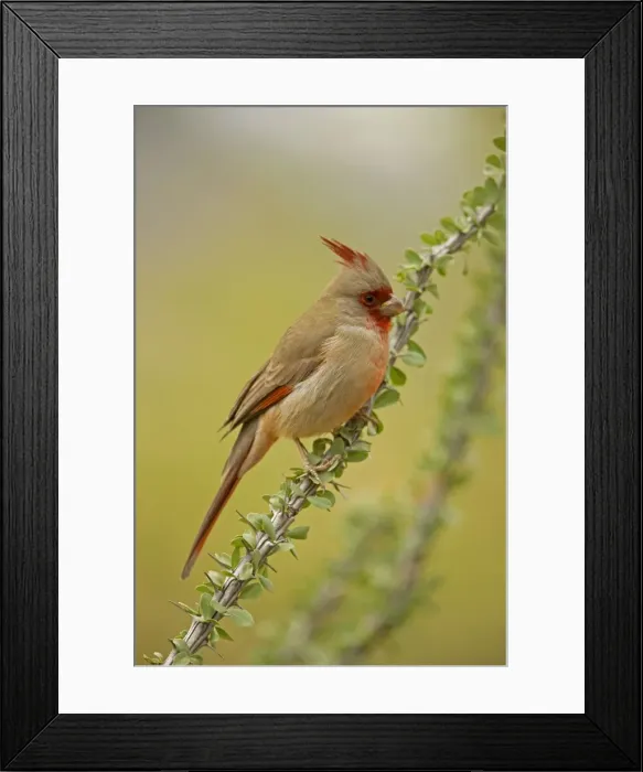 Framed Print : Pyrrhuloxia - Male - On ocotillo - Rose-colored breast and crest suggest a Cardinal but the gray back and yellow bill set it apart - Range is southwest U. S. to central Mexico - Habitat is mesquite-thorn scrub and deserts Arizona Framed Print : Pyrrhuloxia - Male - On ocotillo - Rose-colored breast and crest suggest a Cardinal but the gray back and yellow bill set it apart - Range is southwest U. S. to central Mexico - Habitat is mesquite-thorn scrub and deserts Arizona