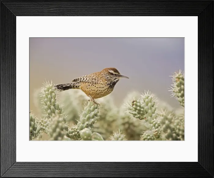 Framed Print : Cactus Wren - In Cholla cactus (Opuntia spp. )-Often nests in cactus to avoid predators-Builds globular nests with sticks and grass-Largest wren-Found in open-arid brushland or desert-Feeds on insects Framed Print : Cactus Wren - In Cholla cactus (Opuntia spp. )-Often nests in cactus to avoid predators-Builds globular nests with sticks and grass-Largest wren-Found in open-arid brushland or desert-Feeds on insects
