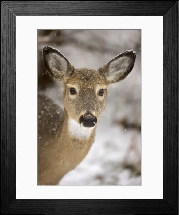 Framed Print : White-tailed Deer - Doe - Head shot - Found over much of the U. S. -southern Canada and Mexico and introduced elsewhere in the world - Lives in forests-swamps and open brushy areas nearby - A browser-eats twigs-shrubs-fungi-acorns and grass Framed Print : White-tailed Deer - Doe - Head shot - Found over much of the U. S. -southern Canada and Mexico and introduced elsewhere in the world - Lives in forests-swamps and open brushy areas nearby - A browser-eats twigs-shrubs-fungi-acorns and grass