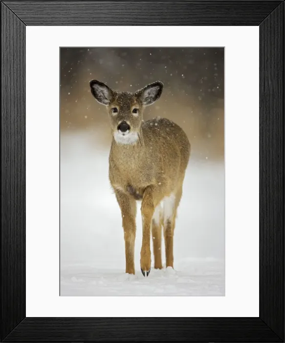 Framed Print : White-tailed Deer - Fawn - In the snow - Found over much of the U. S. -southern Canada and Mexico and introduced elsewhere in the world - Lives in forests-swamps and open brushy areas nearby - A browser-eats twigs-shrubs-fungi-acorns and grass Framed Print : White-tailed Deer - Fawn - In the snow - Found over much of the U. S. -southern Canada and Mexico and introduced elsewhere in the world - Lives in forests-swamps and open brushy areas nearby - A browser-eats twigs-shrubs-fungi-acorns and grass