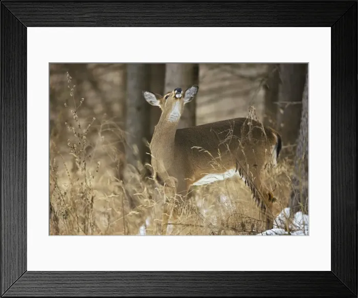 Framed Print : White-tailed Deer - Doe - In the snow - Found over much of the U. S. -southern Canada and Mexico and introduced elsewhere in the world - Lives in forests-swamps and open brushy areas nearby- The most important big game mammal in the eastern U. S Framed Print : White-tailed Deer - Doe - In the snow - Found over much of the U. S. -southern Canada and Mexico and introduced elsewhere in the world - Lives in forests-swamps and open brushy areas nearby- The most important big game mammal in the eastern U. S