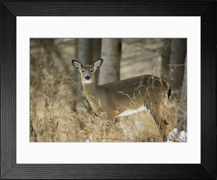 Framed Print : White-tailed Deer - Doe - In the snow - Found over much of the U. S. -southern Canada and Mexico and introduced elsewhere in the world - Lives in forests-swamps and open brushy areas nearby - The most important big game mammal in the eastern U. S Framed Print : White-tailed Deer - Doe - In the snow - Found over much of the U. S. -southern Canada and Mexico and introduced elsewhere in the world - Lives in forests-swamps and open brushy areas nearby - The most important big game mammal in the eastern U. S