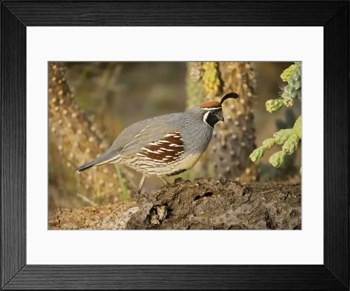 Framed Print : Gambel's Quail - Male - Replaces the California Quail in the desert and similar to that bird - On the western edge of the Mojave and Colorado deserts where ranges of California Framed Print : Gambel's Quail - Male - Replaces the California Quail in the desert and similar to that bird - On the western edge of the Mojave and Colorado deserts where ranges of California