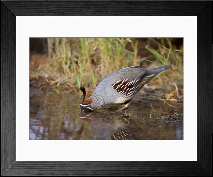 Framed Print : Gambel's Quail - Replaces the California Quail in the desert and similar to that bird - On the western edge of the Mojave and Colorado deserts where ranges of California Framed Print : Gambel's Quail - Replaces the California Quail in the desert and similar to that bird - On the western edge of the Mojave and Colorado deserts where ranges of California