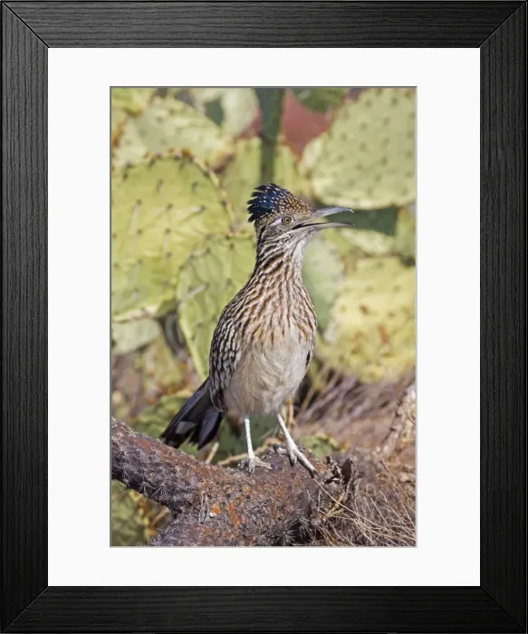 Framed Print : Greater Roadrunner - Perched and calling - Large-crested-terrestrial bird of arid Southwest - Common in scrub desert and mesquite groves - Seldom flies -Eats lizards-snakes and insects Arizona USA Framed Print : Greater Roadrunner - Perched and calling - Large-crested-terrestrial bird of arid Southwest - Common in scrub desert and mesquite groves - Seldom flies -Eats lizards-snakes and insects Arizona USA