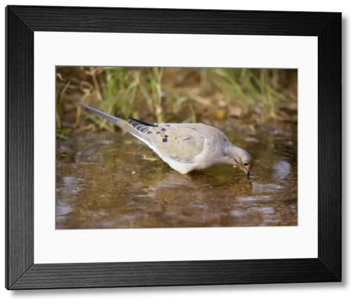Framed Print : Mourning Dove - Drinking from temporary pool - The common wild dove in North America - Eats seed-waste grain - fruits-insects - Plump fast-flying birds with small heads Framed Print : Mourning Dove - Drinking from temporary pool - The common wild dove in North America - Eats seed-waste grain - fruits-insects - Plump fast-flying birds with small heads