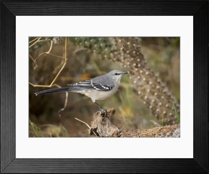 Framed Print : Northern Mockingbird - Excellent songster - Some are excellent mimics of other species - Eats insects and fruit - Originally found in scrubby woodland-canyons-and the like and is now also a common garden bird Framed Print : Northern Mockingbird - Excellent songster - Some are excellent mimics of other species - Eats insects and fruit - Originally found in scrubby woodland-canyons-and the like and is now also a common garden bird