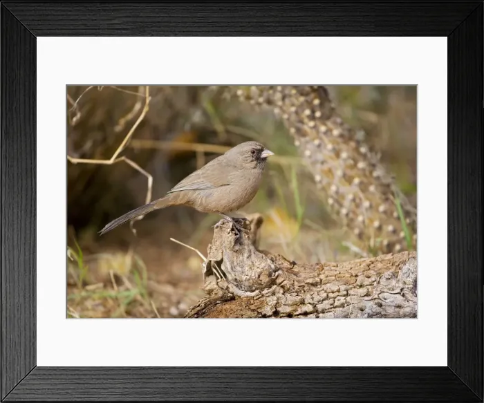 Framed Print : Abert's Towhee - Perched on log - Common in brushlands of the arid Southwest Arizona - USA Framed Print : Abert's Towhee - Perched on log - Common in brushlands of the arid Southwest Arizona - USA