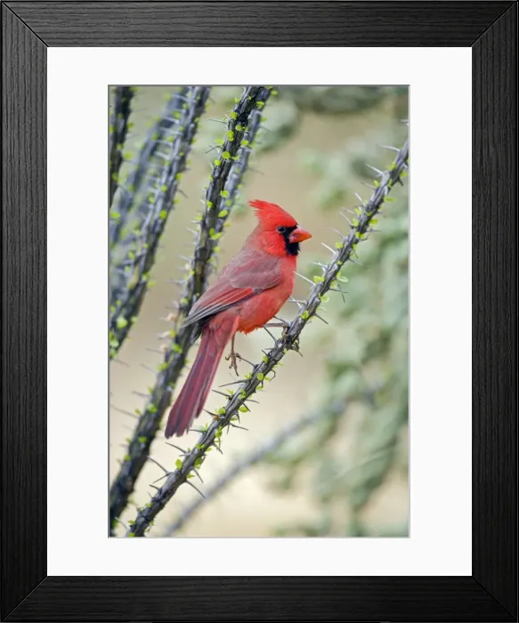 Framed Print : Northern Cardinal - Male - Range is southern Quebec to Gulf states-southwest U. S. and Mexico to Belize - Habitat is woodland edges-thickets-suburban gardens and towns - Eats seeds-insects and small fruits Arizona USA Framed Print : Northern Cardinal - Male - Range is southern Quebec to Gulf states-southwest U. S. and Mexico to Belize - Habitat is woodland edges-thickets-suburban gardens and towns - Eats seeds-insects and small fruits Arizona USA
