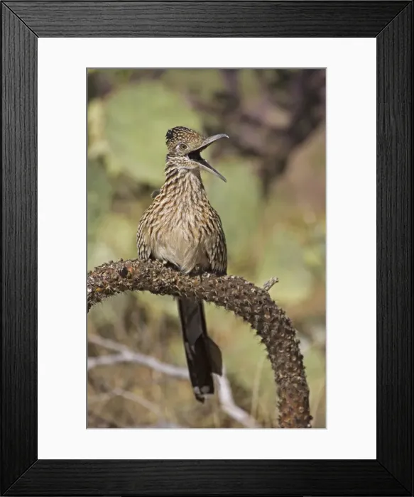 Framed Print : Greater Roadrunner - Perched on cholla cactus branch - With mouth wide open - Large-crested-terrestrial bird of arid Southwest - Common in scrub desert and mesquite groves - Seldom flies -Eats lizards-snakes and insects Arizona USA Framed Print : Greater Roadrunner - Perched on cholla cactus branch - With mouth wide open - Large-crested-terrestrial bird of arid Southwest - Common in scrub desert and mesquite groves - Seldom flies -Eats lizards-snakes and insects Arizona USA
