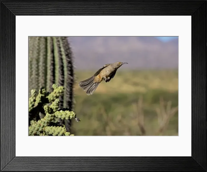Framed Print : Curve-billed Thrasher - In flight - The most common desert thrasher - Resident southwest U.s to southern Mexico - Excellent songster - Eats insects and fruits Arizona USA Framed Print : Curve-billed Thrasher - In flight - The most common desert thrasher - Resident southwest U.s to southern Mexico - Excellent songster - Eats insects and fruits Arizona USA