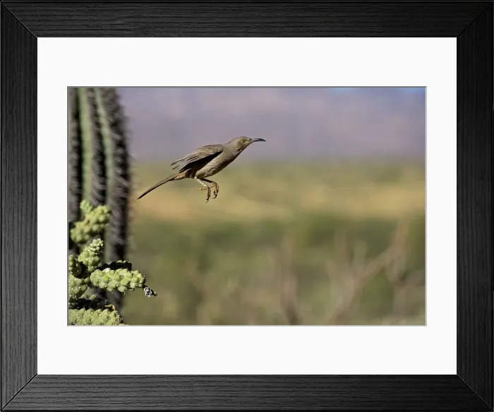 Framed Print : Curve-billed Thrasher - In flight - The most common desert thrasher - Resident southwest U.s to southern Mexico - Excellent songster - Eats insects and fruits Arizona USA Framed Print : Curve-billed Thrasher - In flight - The most common desert thrasher - Resident southwest U.s to southern Mexico - Excellent songster - Eats insects and fruits Arizona USA
