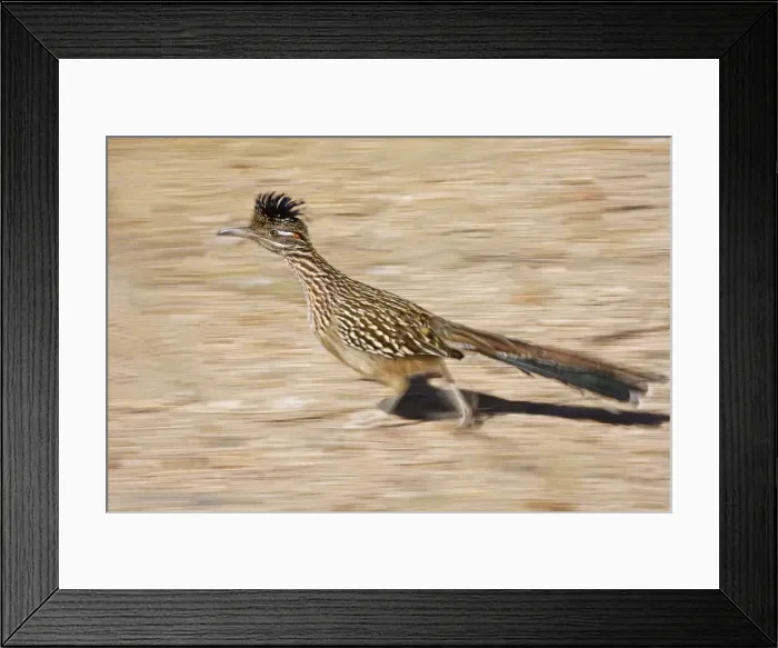 Framed Print : Greater Roadrunner - Running - Large-crested-terrestrial bird of arid Southwest - Common in scrub desert and mesquite groves - Seldom flies -Eats lizards-snakes and insects Arizona USA Framed Print : Greater Roadrunner - Running - Large-crested-terrestrial bird of arid Southwest - Common in scrub desert and mesquite groves - Seldom flies -Eats lizards-snakes and insects Arizona USA