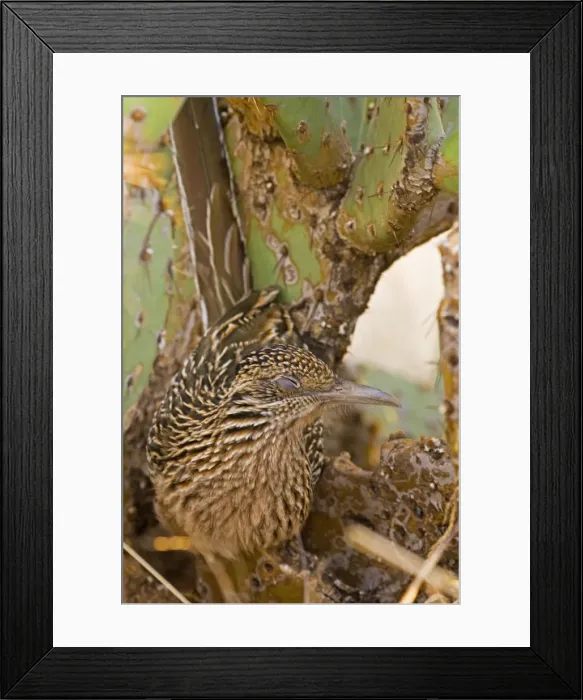 Framed Print : Greater Roadrunner - Roosting in the evening in prickly pear cactus - Eyes closed - Large-crested-terrestrial bird of arid Southwest - Common in scrub desert and mesquite groves - Seldom flies -Eats lizards-snakes and insects Arizona USA Framed Print : Greater Roadrunner - Roosting in the evening in prickly pear cactus - Eyes closed - Large-crested-terrestrial bird of arid Southwest - Common in scrub desert and mesquite groves - Seldom flies -Eats lizards-snakes and insects Arizona USA