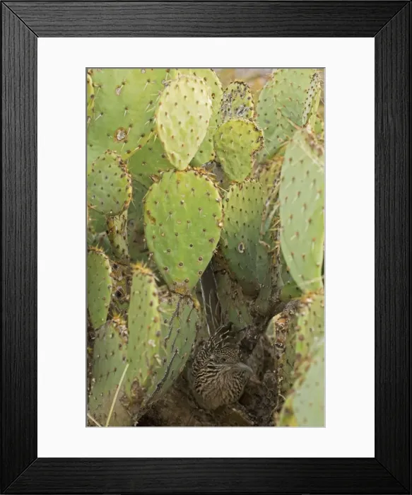 Framed Print : Greater Roadrunner - Roosting in the evening in prickly pear cactus - Large-crested-terrestrial bird of arid Southwest - Common in scrub desert and mesquite groves - Seldom flies -Eats lizards-snakes and insects Arizona USA Framed Print : Greater Roadrunner - Roosting in the evening in prickly pear cactus - Large-crested-terrestrial bird of arid Southwest - Common in scrub desert and mesquite groves - Seldom flies -Eats lizards-snakes and insects Arizona USA