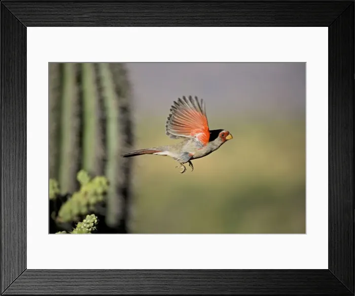 Framed Print : Pyrrhuloxia - Male - In flight - Rose-colored breast and crest suggest a Cardinal but the gray back and yellow bill set it apart - Range is southwest U. S. to central Mexico - Habitat is mesquite-thorn scrub and deserts Arizona USA Framed Print : Pyrrhuloxia - Male - In flight - Rose-colored breast and crest suggest a Cardinal but the gray back and yellow bill set it apart - Range is southwest U. S. to central Mexico - Habitat is mesquite-thorn scrub and deserts Arizona USA