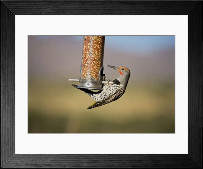Framed Print : Northern Flicker - on bird feeder - Common in open woodlands and suburban areas - Often found in Sonoran Desert where they make nests in Saguaro cactus - Often feeds on the ground Sonoran Desert - Arizona USA Framed Print : Northern Flicker - on bird feeder - Common in open woodlands and suburban areas - Often found in Sonoran Desert where they make nests in Saguaro cactus - Often feeds on the ground Sonoran Desert - Arizona USA