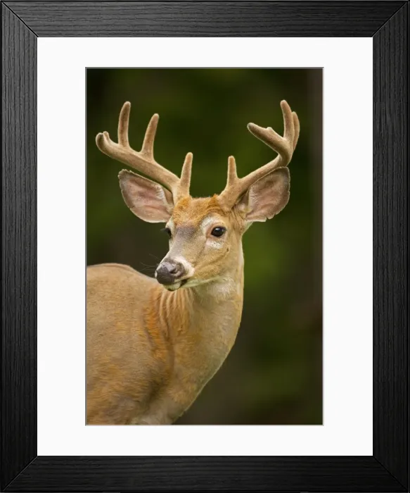 Framed Print : White-tailed Deer - Young buck - In late summer - Antlers in velvet - Found over much of the U. S. -southern Canada and Mexico and introduced elsewhere in the world - Lives in forests-swamps Framed Print : White-tailed Deer - Young buck - In late summer - Antlers in velvet - Found over much of the U. S. -southern Canada and Mexico and introduced elsewhere in the world - Lives in forests-swamps