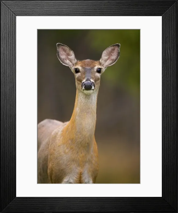 Framed Print : White-tailed Deer - Doe - In late summer - Found over much of the U. S. -southern Canada and Mexico and introduced elsewhere in the world - Lives in forests-swamps and open brushy areas nearby - A browser-eats twigs-shrubs-fungi-acorns and grass Framed Print : White-tailed Deer - Doe - In late summer - Found over much of the U. S. -southern Canada and Mexico and introduced elsewhere in the world - Lives in forests-swamps and open brushy areas nearby - A browser-eats twigs-shrubs-fungi-acorns and grass