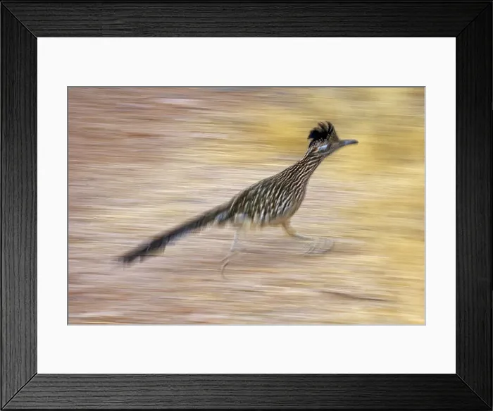 Framed Print : Greater Roadrunner - Running - Large-crested-terrestrial bird of arid Southwest - Common in scrub desert and mesquite groves - Seldom flies -Eats lizards-snakes and insects Arizona USA Framed Print : Greater Roadrunner - Running - Large-crested-terrestrial bird of arid Southwest - Common in scrub desert and mesquite groves - Seldom flies -Eats lizards-snakes and insects Arizona USA