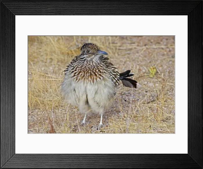 Framed Print : Greater Roadrunner - Warming itself by erecting feathers to allow sun to strike directly on black skin - Large-crested-terrestrial bird of arid Southwest - Common in scrub desert and mesquite groves - Seldom flies -Eats lizards-snakes Framed Print : Greater Roadrunner - Warming itself by erecting feathers to allow sun to strike directly on black skin - Large-crested-terrestrial bird of arid Southwest - Common in scrub desert and mesquite groves - Seldom flies -Eats lizards-snakes