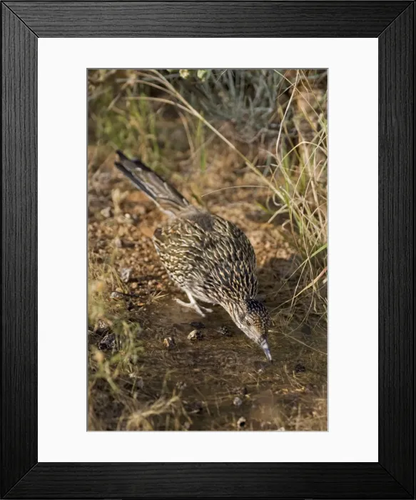 Framed Print : Greater Roadrunner - Drinking at pond - Large-crested-terrestrial bird of arid Southwest - Common in scrub desert and mesquite groves - Seldom flies -Eats lizards-snakes and insects Arizona USA Framed Print : Greater Roadrunner - Drinking at pond - Large-crested-terrestrial bird of arid Southwest - Common in scrub desert and mesquite groves - Seldom flies -Eats lizards-snakes and insects Arizona USA