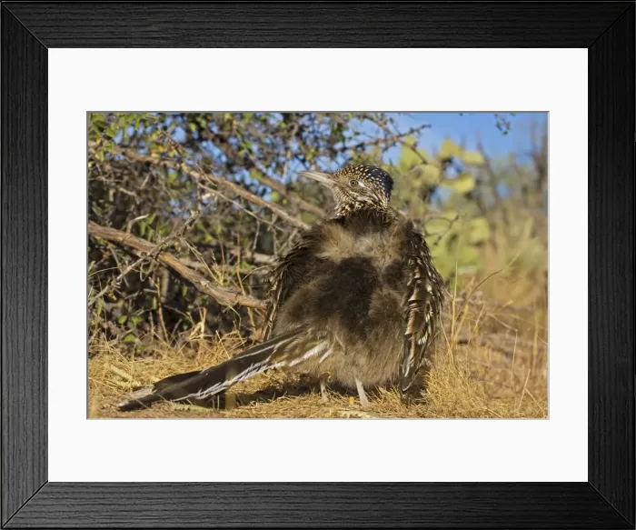 Framed Print : Greater Roadrunner - warming itself by erecting feathers to allow sun to strike directly on black skin - Large-crested-terrestrial bird of arid Southwest - Common in scrub desert and mesquite groves - Seldom flies -Eats lizards-snakes Framed Print : Greater Roadrunner - warming itself by erecting feathers to allow sun to strike directly on black skin - Large-crested-terrestrial bird of arid Southwest - Common in scrub desert and mesquite groves - Seldom flies -Eats lizards-snakes