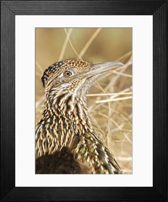 Framed Print : Greater Roadrunner - Large-crested-terrestrial bird of arid Southwest - Common in scrub desert and mesquite groves - Seldom flies -Eats lizards-snakes and insects Arizona USA Framed Print : Greater Roadrunner - Large-crested-terrestrial bird of arid Southwest - Common in scrub desert and mesquite groves - Seldom flies -Eats lizards-snakes and insects Arizona USA