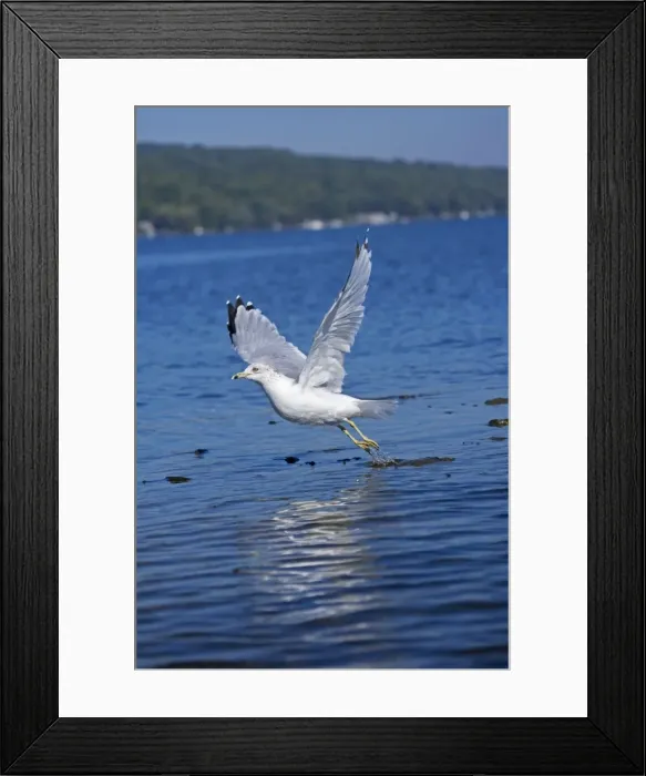 Framed Print : Ring-billed Gull - Adult flying over lake - Most commonly seen gull - especially inland New York - USA Framed Print : Ring-billed Gull - Adult flying over lake - Most commonly seen gull - especially inland New York - USA