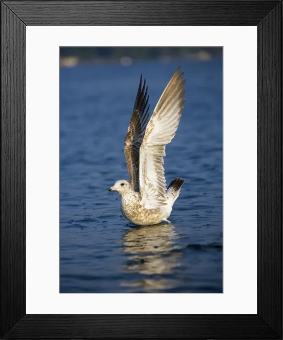 Framed Print : Ring-billed Gull - Juvenile - First winter - Taking off from lake - Most commonly seen gull - especially inland New York - USA Framed Print : Ring-billed Gull - Juvenile - First winter - Taking off from lake - Most commonly seen gull - especially inland New York - USA