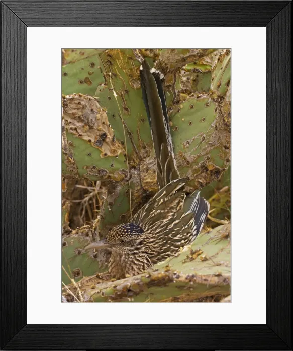 Framed Print : Greater Roadrunner - In prickly pear cactus - Large-crested-terrestrial bird of arid Southwest - Common in scrub desert and mesquite groves - Seldom flies -Eats lizards-snakes and insects Arizona USA Framed Print : Greater Roadrunner - In prickly pear cactus - Large-crested-terrestrial bird of arid Southwest - Common in scrub desert and mesquite groves - Seldom flies -Eats lizards-snakes and insects Arizona USA