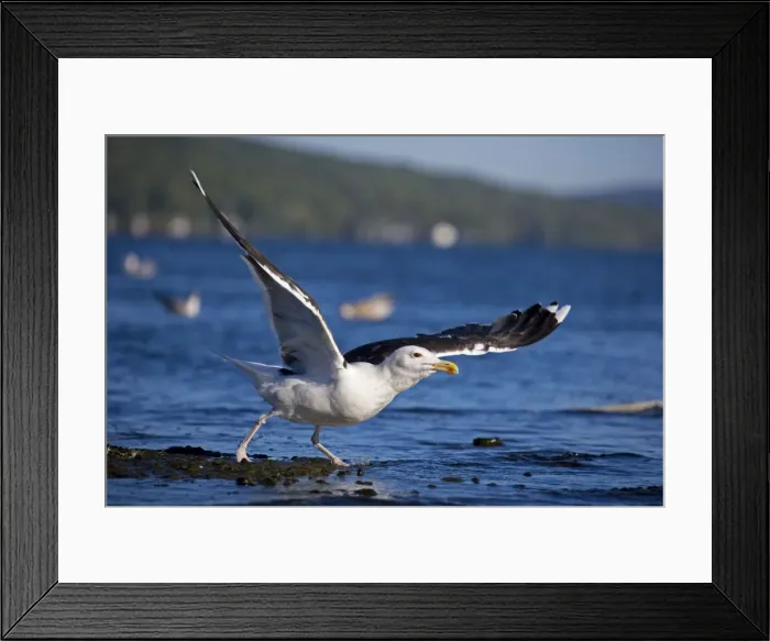 Framed Print : Great Black-backed Gull - On average largest North American gull-Breeds in Europe -Scandanavia-North America- Recent expansion of range and increase in numbers-omnivorous New York Framed Print : Great Black-backed Gull - On average largest North American gull-Breeds in Europe -Scandanavia-North America- Recent expansion of range and increase in numbers-omnivorous New York