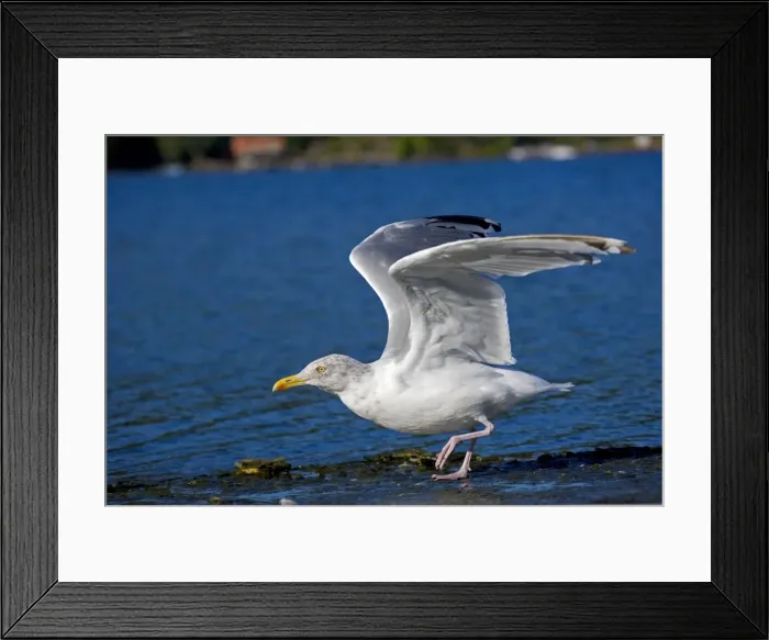 Framed Print : Herring Gull - Adult taking off at lake - Abundant along the coasts particularly in harbors and garbage dumps - Common on lakes and rivers - Primarily a scavenger - Also breaks mollusks by dropping them New York - USA Framed Print : Herring Gull - Adult taking off at lake - Abundant along the coasts particularly in harbors and garbage dumps - Common on lakes and rivers - Primarily a scavenger - Also breaks mollusks by dropping them New York - USA