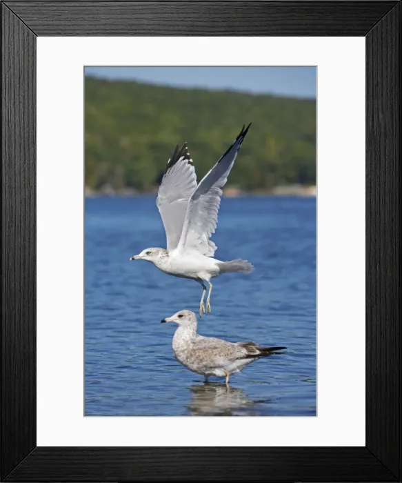 Framed Print : Ring-billed Gull - Adult taking off from lake - Juvenile in the background - Most commonly seen gull - especially inland New York - USA Framed Print : Ring-billed Gull - Adult taking off from lake - Juvenile in the background - Most commonly seen gull - especially inland New York - USA