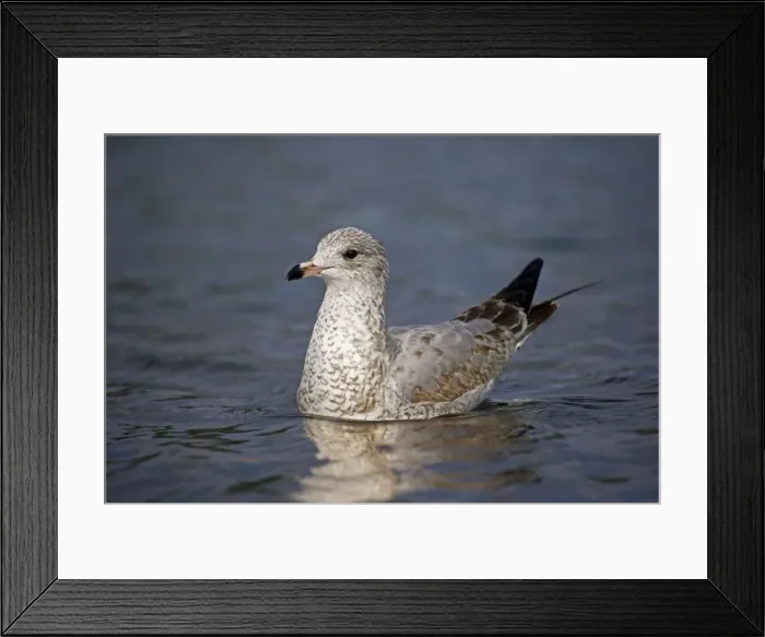 Framed Print : Ring-billed Gull Juvenile - Taking off from lake - Most commonly seen gull - especially inland New York - USA Framed Print : Ring-billed Gull Juvenile - Taking off from lake - Most commonly seen gull - especially inland New York - USA