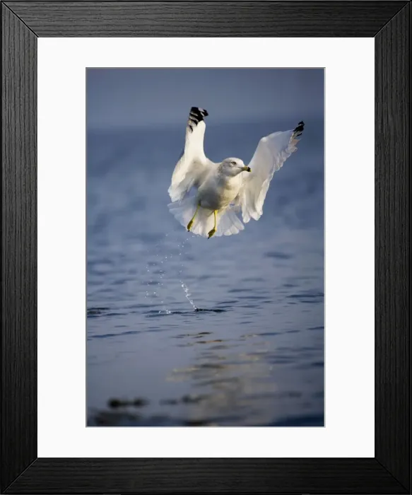 Framed Print : Ring-billed Gull - Adult taking off from lake - Most commonly seen gull - especially inland New York - USA Framed Print : Ring-billed Gull - Adult taking off from lake - Most commonly seen gull - especially inland New York - USA