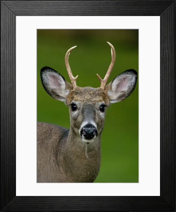Framed Print : White-tailed Deer - Young buck - In late summer - Found over much of the U. S. -southern Canada and Mexico and introduced elsewhere in the world - Lives in forests-swamps and open brushy areas nearby - A browser-eats twigs-shrubs-fungi-acorns Framed Print : White-tailed Deer - Young buck - In late summer - Found over much of the U. S. -southern Canada and Mexico and introduced elsewhere in the world - Lives in forests-swamps and open brushy areas nearby - A browser-eats twigs-shrubs-fungi-acorns