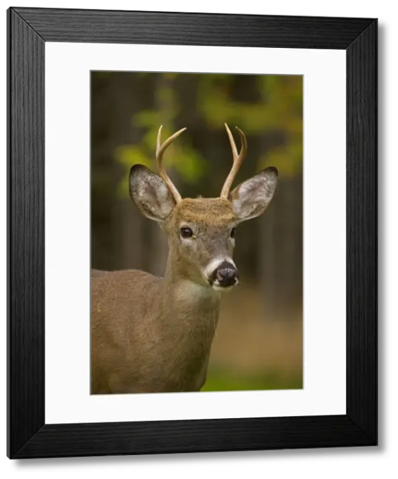 Framed Print : White-tailed Deer - Young buck - In late summer - Found over much of the U. S. -southern Canada and Mexico and introduced elsewhere in the world - Lives in forests-swamps and open brushy areas nearby - A browser-eats twigs-shrubs-fungi-acorns Framed Print : White-tailed Deer - Young buck - In late summer - Found over much of the U. S. -southern Canada and Mexico and introduced elsewhere in the world - Lives in forests-swamps and open brushy areas nearby - A browser-eats twigs-shrubs-fungi-acorns