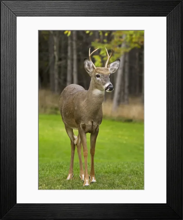 Framed Print : White-tailed Deer - Young buck - In late summer - Found over much of the U. S. -southern Canada and Mexico and introduced elsewhere in the world - Lives in forests-swamps and open brushy areas nearby - A browser-eats twigs-shrubs-fungi-acorns Framed Print : White-tailed Deer - Young buck - In late summer - Found over much of the U. S. -southern Canada and Mexico and introduced elsewhere in the world - Lives in forests-swamps and open brushy areas nearby - A browser-eats twigs-shrubs-fungi-acorns